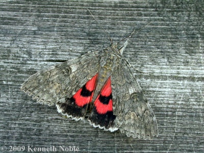 red underwing (Catocala nupta) Kenneth Noble